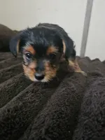 Traditional Yorkie , a male Yorkshire Terrier for sale in Houlton, ME – 1 of 3
