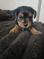 Traditional Yorkie , a male Yorkshire Terrier for sale in Houlton, ME – 2 of 3