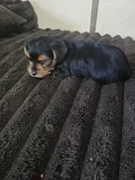 Traditional Yorkie , a male Yorkshire Terrier for sale in Houlton, ME – 3 of 3