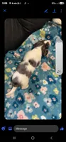 Male dorkie, a male Dachshund and Yorkshire Terrier for sale in Houlton, ME – 2 of 4