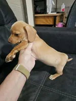 Cream color Boy, a male Dachshund for sale in Houlton, ME – 2 of 4