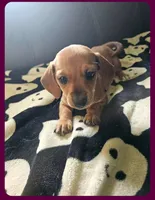 Red female, a female Dachshund for sale in Houlton, ME – 2 of 2