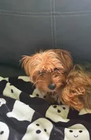 Toby , a male Yorkshire Terrier for sale in Houlton, ME – 2 of 3
