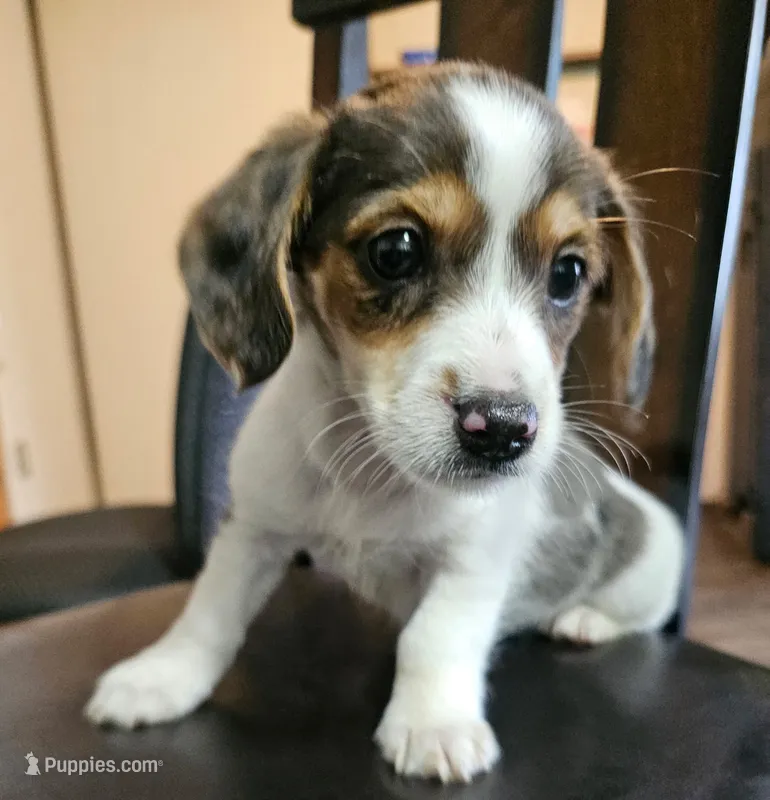 Male dorkie – Dachshund, Yorkshire Terrier puppy for sale in Houlton, ME