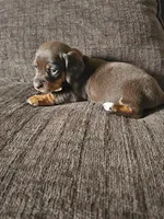 Chocolate boy, a male Dachshund for sale in Houlton, ME – 2 of 2