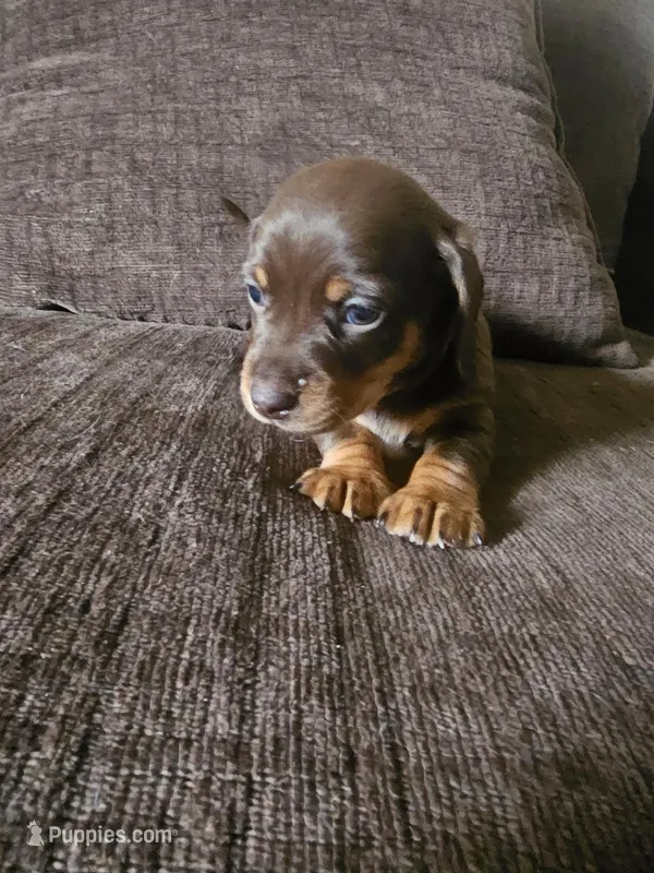 Chocolate boy – Dachshund puppy for sale in Houlton, ME