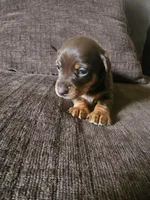 Chocolate boy, a male Dachshund for sale in Houlton, ME – 1 of 2