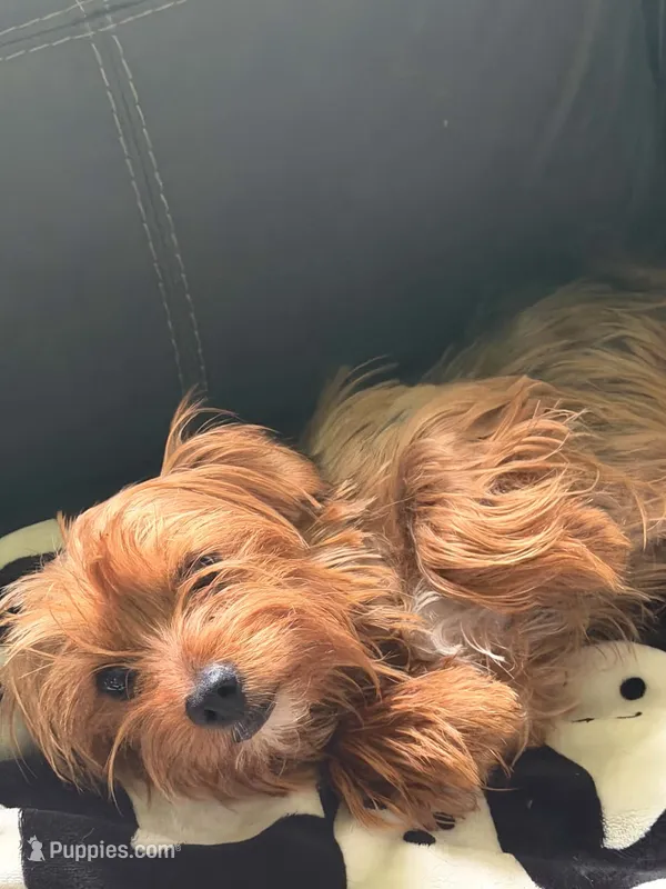 Toby  – Yorkshire Terrier puppy for sale in Houlton, ME
