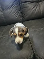 Male dorkie, a male Dachshund and Yorkshire Terrier for sale in Houlton, ME – 4 of 4