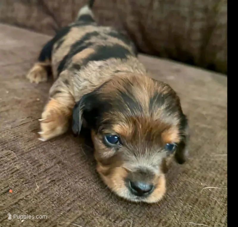 Female Dorkie – Dachshund, Yorkshire Terrier puppy for sale in Houlton, ME