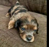 Female Dorkie, a female Dachshund and Yorkshire Terrier for sale in Houlton, ME – 1 of 2