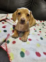 Cream color Boy, a male Dachshund for sale in Houlton, ME – 1 of 4