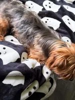 Toby , a male Yorkshire Terrier for sale in Houlton, ME – 3 of 3