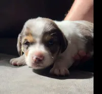 Male Dorkie, a male Dachshund and Yorkshire Terrier for sale in Houlton, ME – 1 of 2