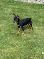 Puppy, a male Miniature Pinscher for sale in Graham, WA – Photo 4 of 4