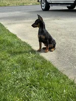 Puppy, a male Miniature Pinscher for sale in Graham, WA – Photo 3 of 4