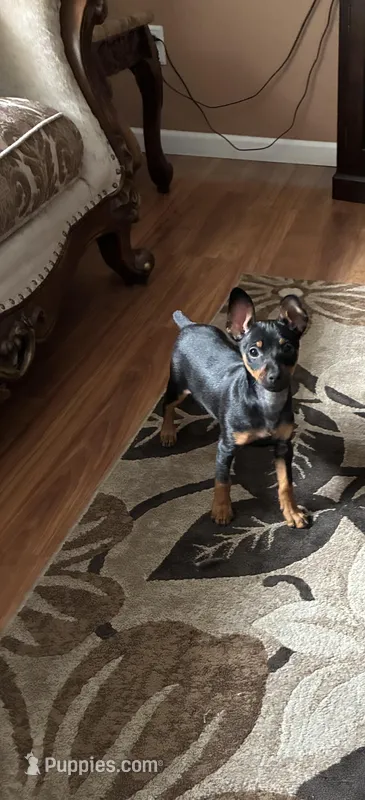 Puppy – Miniature Pinscher puppy for sale in Graham, WA