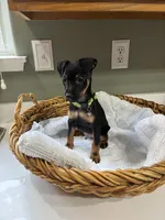 Puppy, a male Miniature Pinscher for sale in Graham, WA – Photo 2 of 4