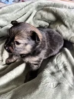 Bruce, a male Pomeranian for sale in Pensacola, FL – 4 of 4
