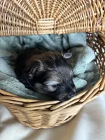 Bruce, a male Pomeranian for sale in Pensacola, FL – 2 of 4