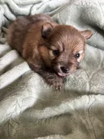Coco Puff, a female Pomeranian for sale in Pensacola, FL – 5 of 5