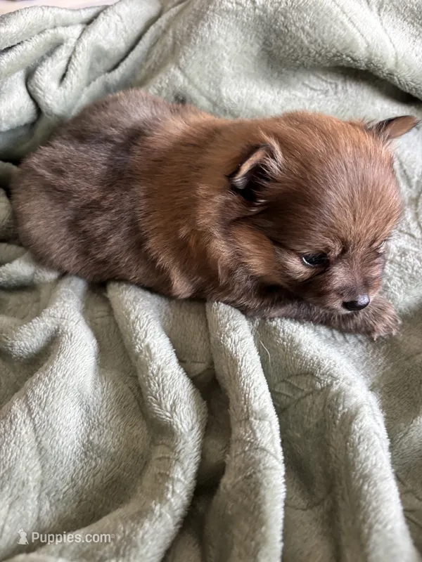 Coco Puff – Pomeranian puppy for sale in Pensacola, FL
