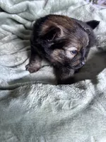 Bruce, a male Pomeranian for sale in Pensacola, FL – 3 of 4