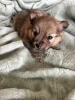 Coco Puff, a female Pomeranian for sale in Pensacola, FL – 3 of 5