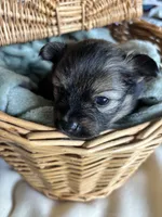 Bruce, a male Pomeranian for sale in Pensacola, FL – 1 of 4