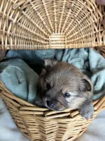 Coco Puff, a female Pomeranian for sale in Pensacola, FL – 2 of 5