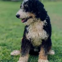 Wiggles, a male Bernese Mountain Dog and Poodle - Standard  for sale in Elm Mott, TX – Photo 2 of 2