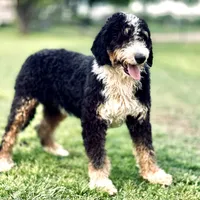 Wiggles, a male Bernese Mountain Dog and Poodle - Standard  for sale in Elm Mott, TX – Photo 1 of 2