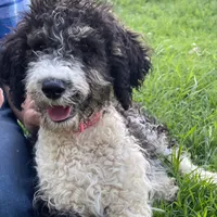 Paris, a female Poodle - Multi-Colored Standard for sale in Elm Mott, TX – Photo 2 of 8