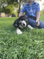 Paris, a female Poodle - Multi-Colored Standard for sale in Elm Mott, TX – Photo 5 of 8