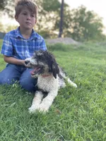 Paris, a female Poodle - Multi-Colored Standard for sale in Elm Mott, TX – Photo 7 of 8