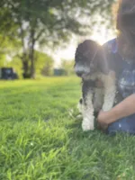 Paris, a female Poodle - Multi-Colored Standard for sale in Elm Mott, TX – Photo 3 of 8