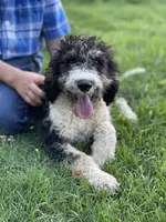 Paris, a female Poodle - Multi-Colored Standard for sale in Elm Mott, TX – Photo 8 of 8