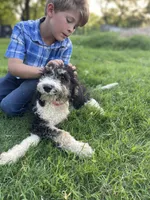 Paris, a female Poodle - Multi-Colored Standard for sale in Elm Mott, TX – Photo 6 of 8