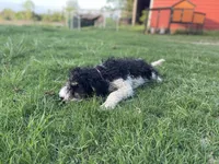 Paris, a female Poodle - Multi-Colored Standard for sale in Elm Mott, TX – Photo 4 of 8