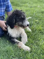 Paris, a female Poodle - Multi-Colored Standard for sale in Elm Mott, TX – Photo 1 of 8