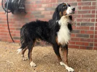 Gibbs, a male Bernedoodle for sale in Elm Mott, TX – 2 of 4