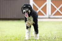 processed/94f35a18-e3cb-427e-999c-5c6080df35e3/listing/13ff7d26-7e49-461b-bd6b-46884601e6e7/1461385a-6c42-4c7b-8eb0-4e630f69564a