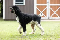 processed/94f35a18-e3cb-427e-999c-5c6080df35e3/listing/13ff7d26-7e49-461b-bd6b-46884601e6e7/bc5160d2-d860-49f7-aa8b-94d33f8af9fd