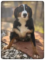 Wally, a male Bernese Mountain Dog for sale in Elm Mott, TX – Photo 2 of 2