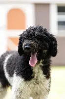 Zizzy, a female Poodle - Standard  for sale in Elm Mott, TX – Photo 2 of 4