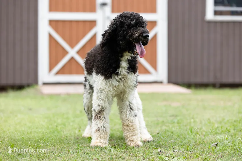 Zizzy, a female Poodle - Standard  for sale in Elm Mott, TX – Photo 1 of 4