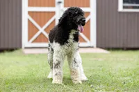 Zizzy, a female Poodle - Standard  for sale in Elm Mott, TX – Photo 1 of 4