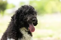 Zizzy, a female Poodle - Standard  for sale in Elm Mott, TX – Photo 4 of 4