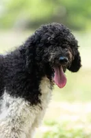 Zizzy, a female Poodle - Standard  for sale in Elm Mott, TX – Photo 3 of 4