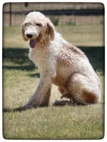 Shine, a male Poodle - Standard  for sale in Elm Mott, TX – 2 of 2
